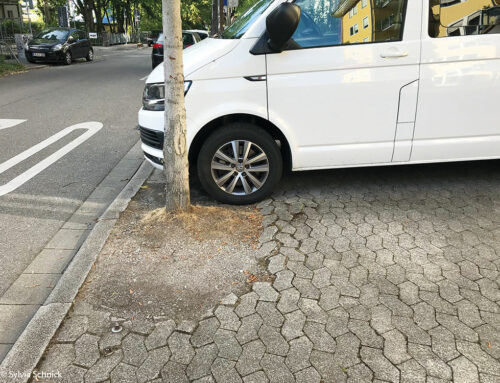 Baumspaziergang Teil 2: Mein Freund der Baum…